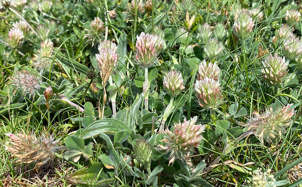 Long-headed clover